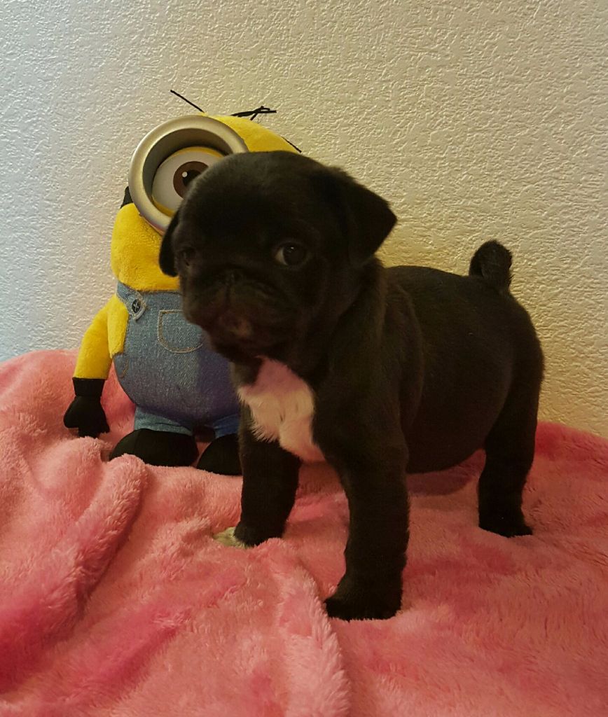 Des Fleurs De Bach - Chiots disponibles - Carlin