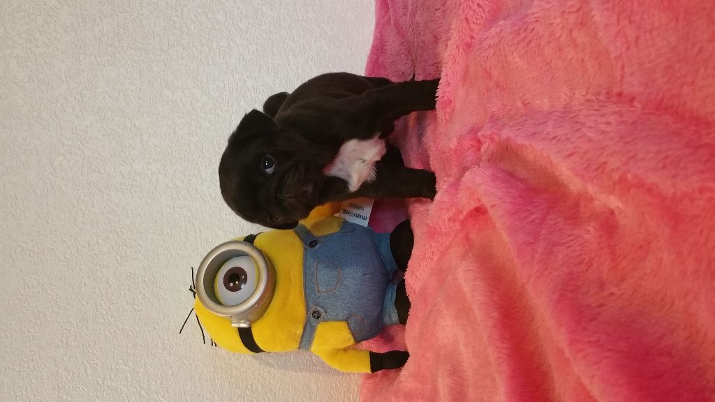 Des Fleurs De Bach - Chiots disponibles - Carlin